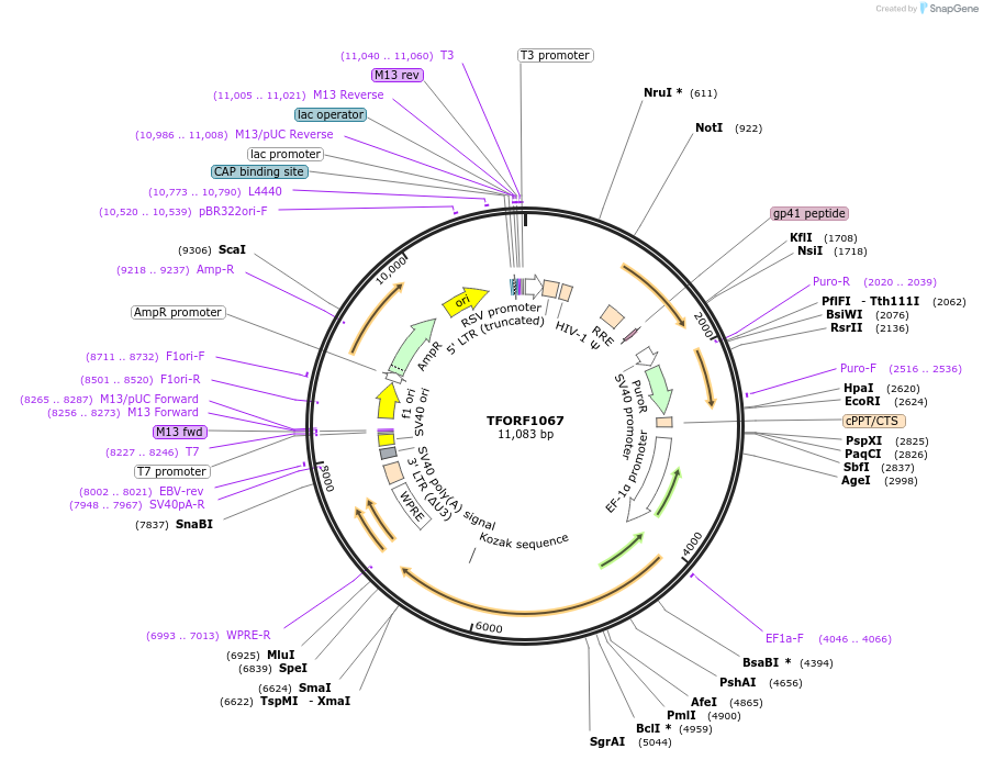 143920-plasmid-map-sequence-id-404584