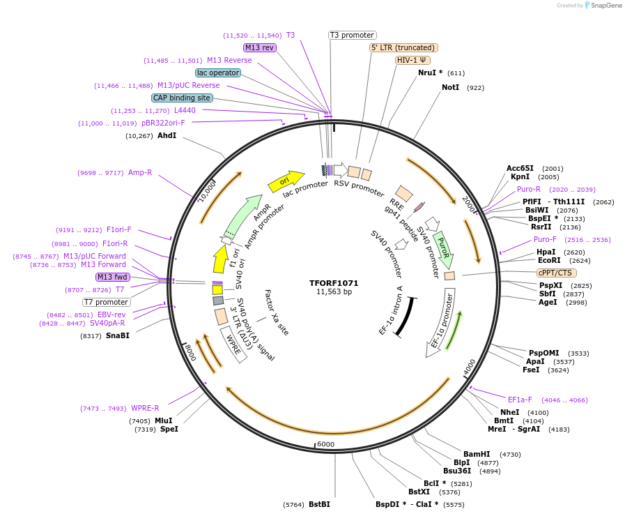 143921-plasmid-map-sequence-id-404585