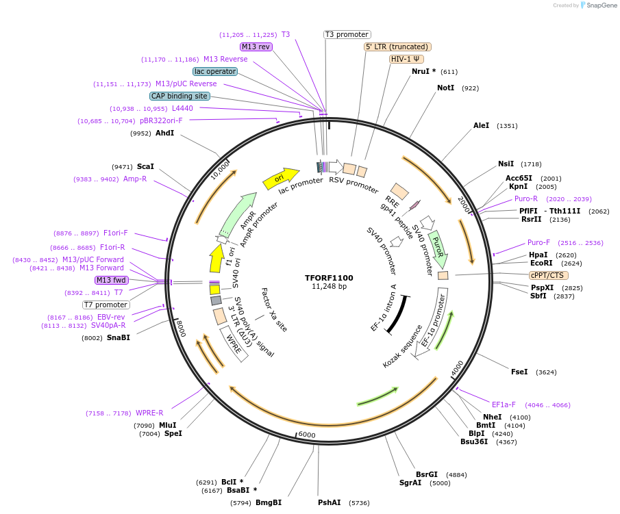 143924-plasmid-map-sequence-id-404587
