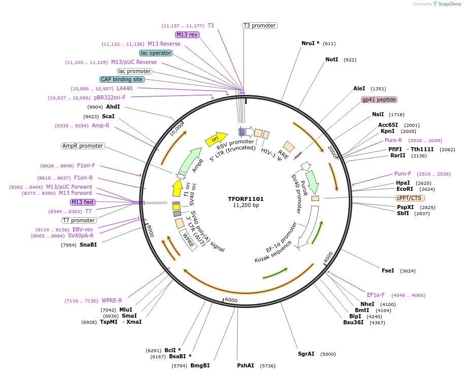 143925-plasmid-map-sequence-id-404588
