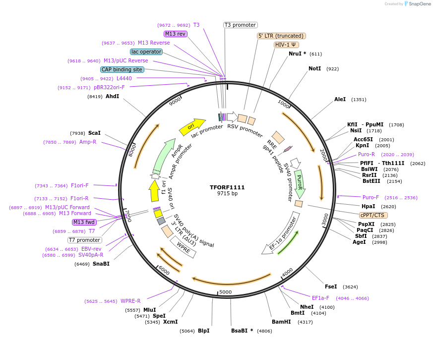 143926-plasmid-map-sequence-id-404589