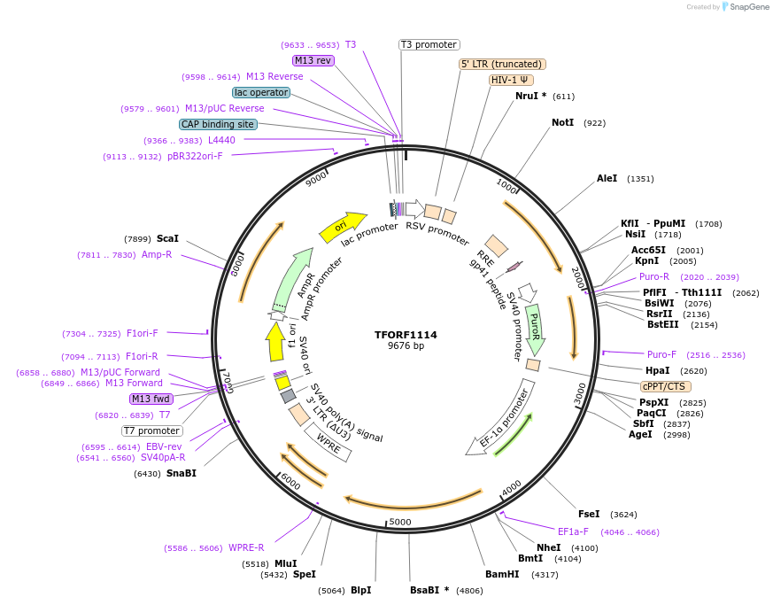 143929-plasmid-map-sequence-id-404591
