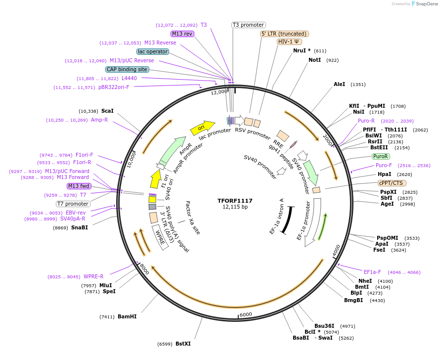 143930-plasmid-map-sequence-id-404592