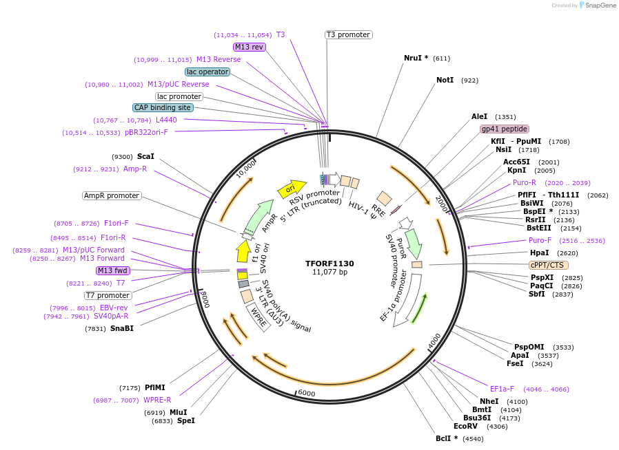 143931-plasmid-map-sequence-id-404593