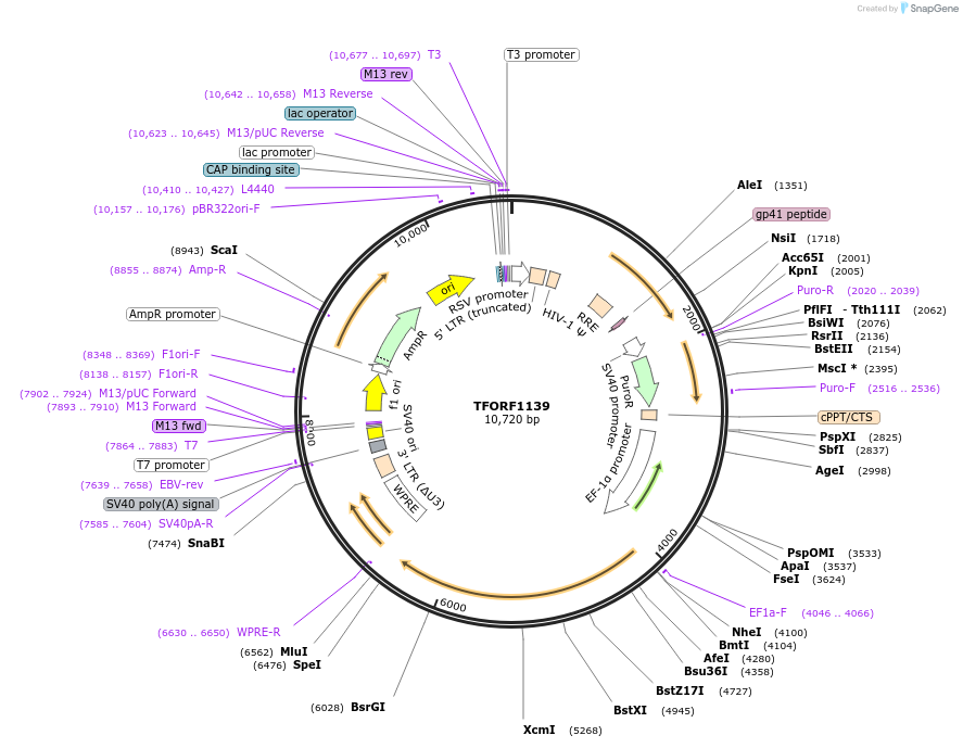 143932-plasmid-map-sequence-id-404594