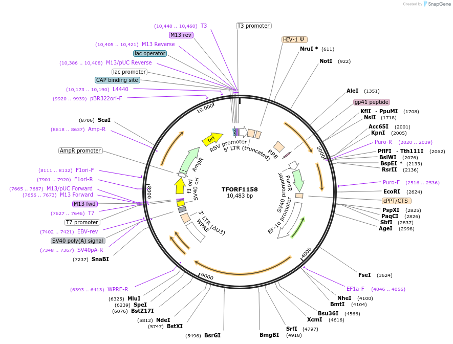 143934-plasmid-map-sequence-id-404596