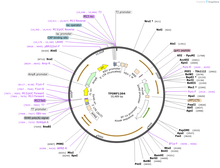 143937-plasmid-map-sequence-id-404599