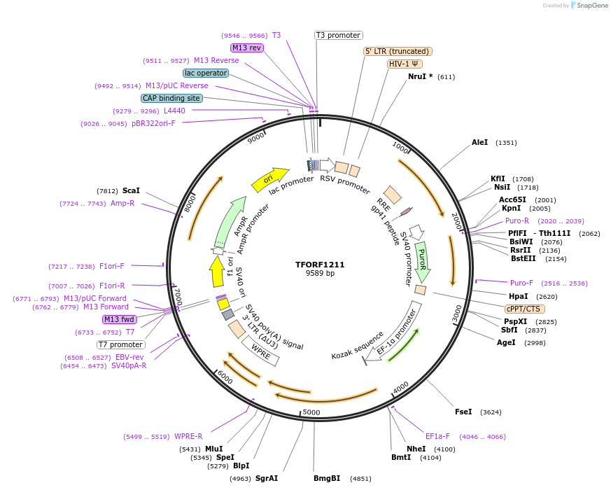 143938-plasmid-map-sequence-id-404600