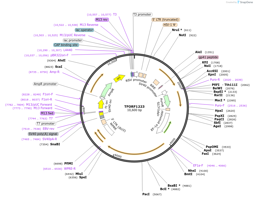 143940-plasmid-map-sequence-id-404601