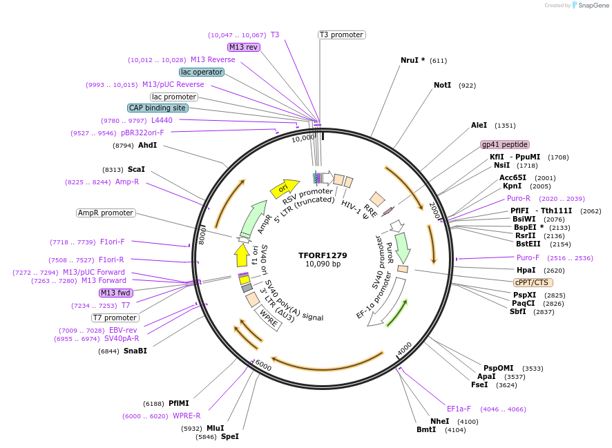 143943-plasmid-map-sequence-id-404604