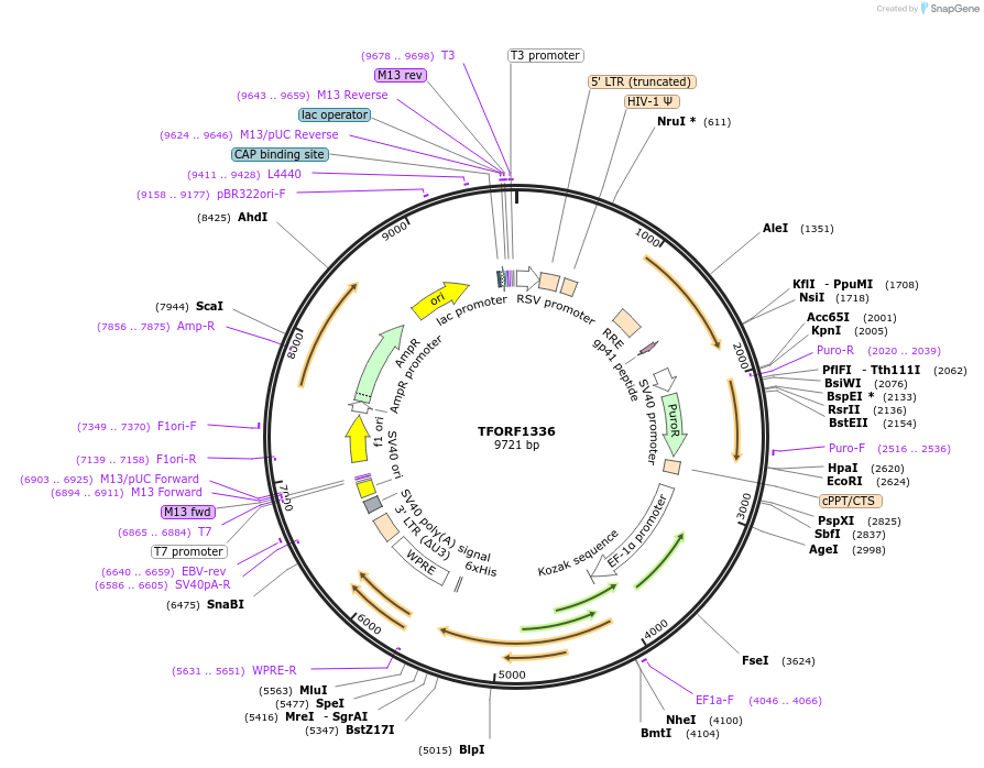 143951-plasmid-map-sequence-id-404610