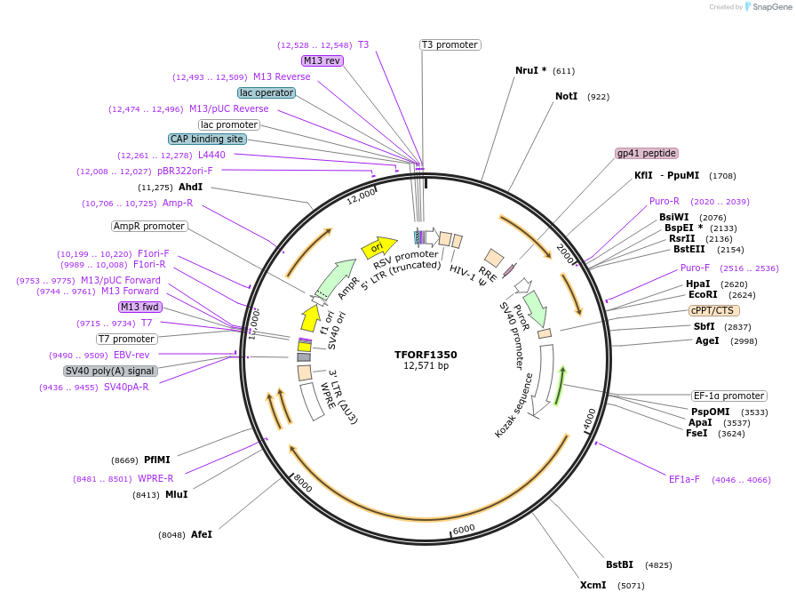 143952-plasmid-map-sequence-id-404611