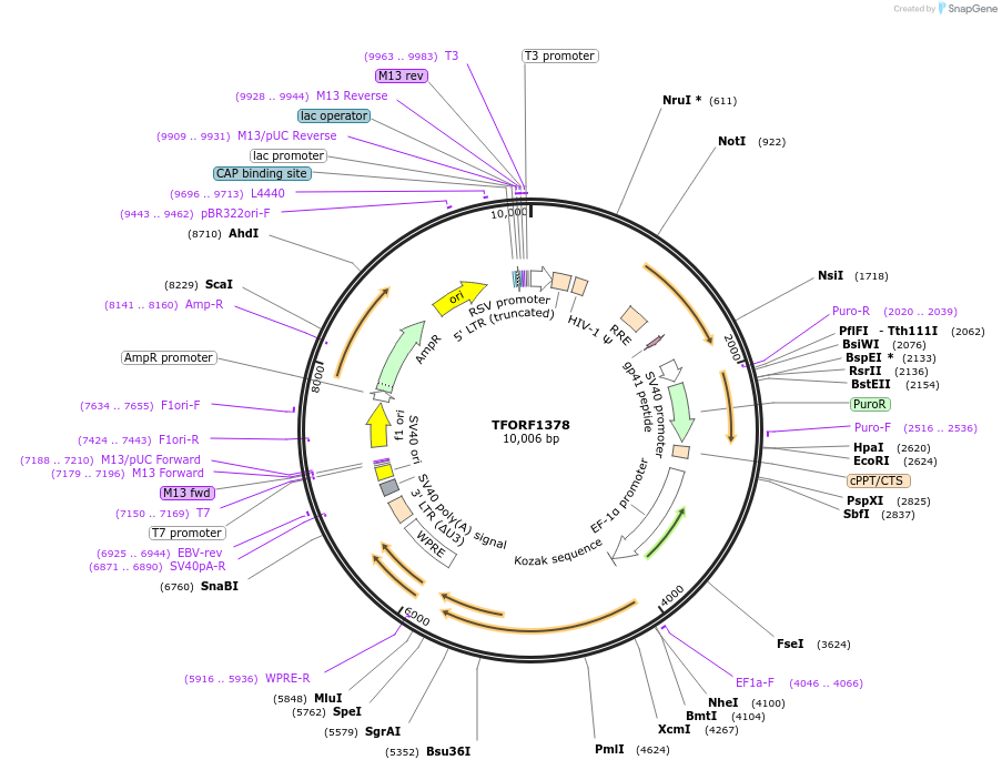 143956-plasmid-map-sequence-id-404614