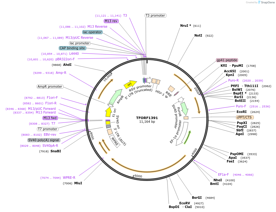 143957-plasmid-map-sequence-id-404615