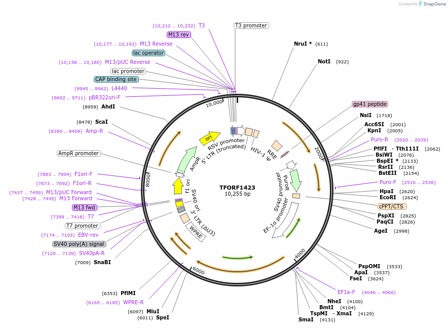 143959-plasmid-map-sequence-id-404617