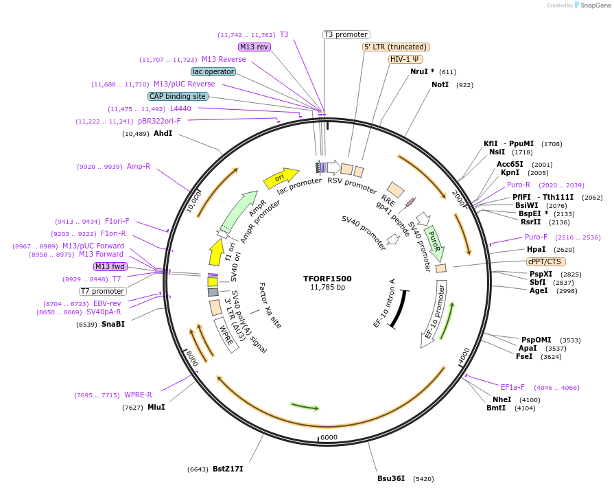 143960-plasmid-map-sequence-id-404618