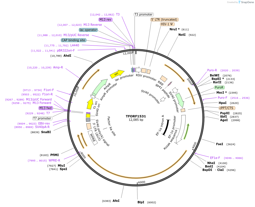 143961-plasmid-map-sequence-id-404619