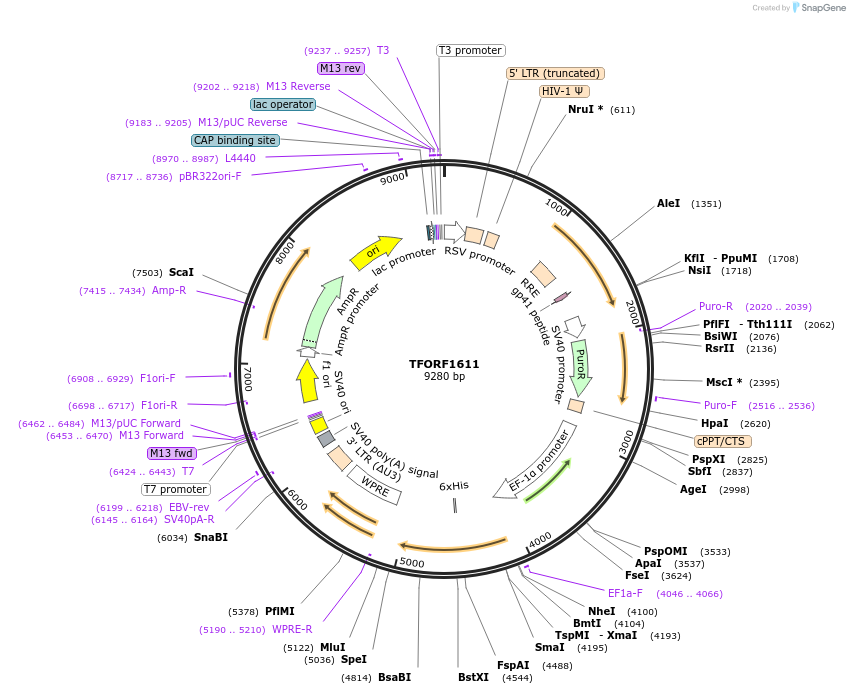 143963-plasmid-map-sequence-id-404620