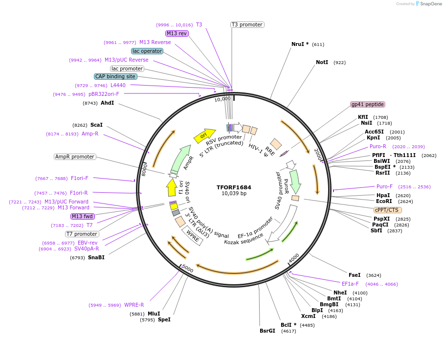 143965-plasmid-map-sequence-id-404621