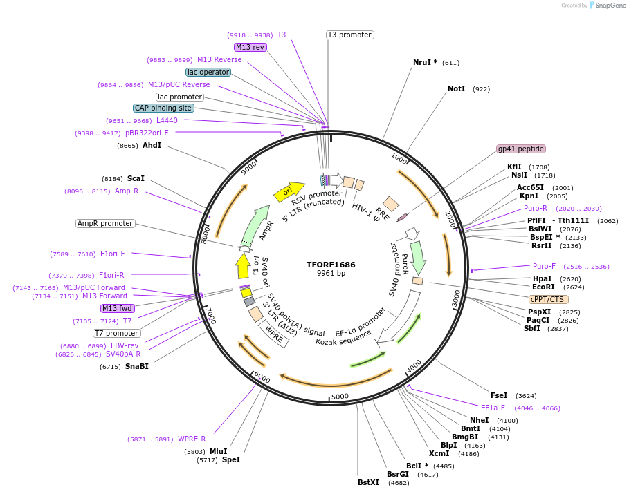 143966-plasmid-map-sequence-id-404622