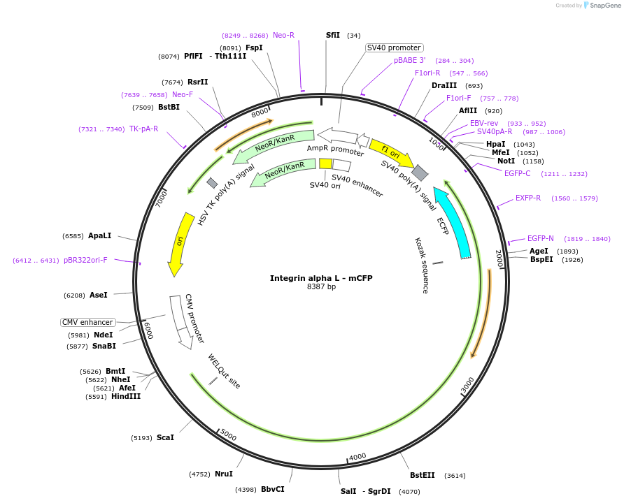 8637-plasmid-map-sequence-id-404684