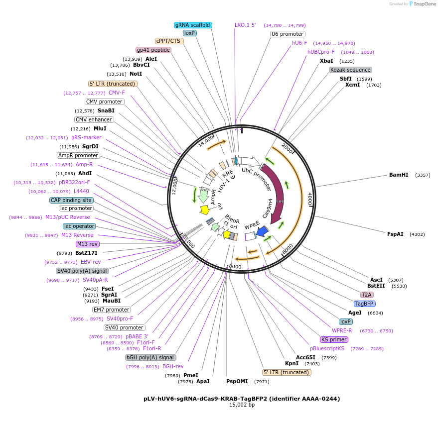 202553-plasmid-map-sequence-id-404692
