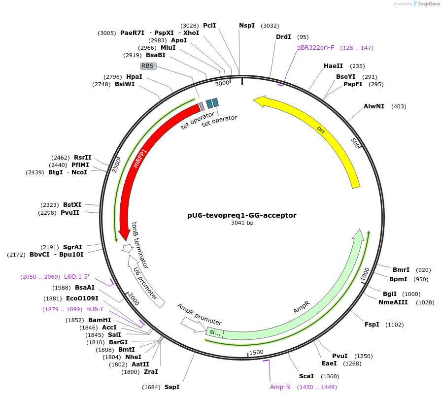 174038-plasmid-map-sequence-id-404708