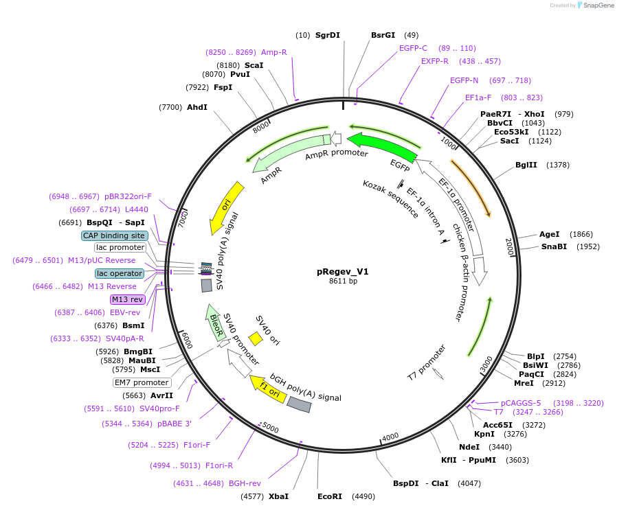 204143-plasmid-map-sequence-id-404716