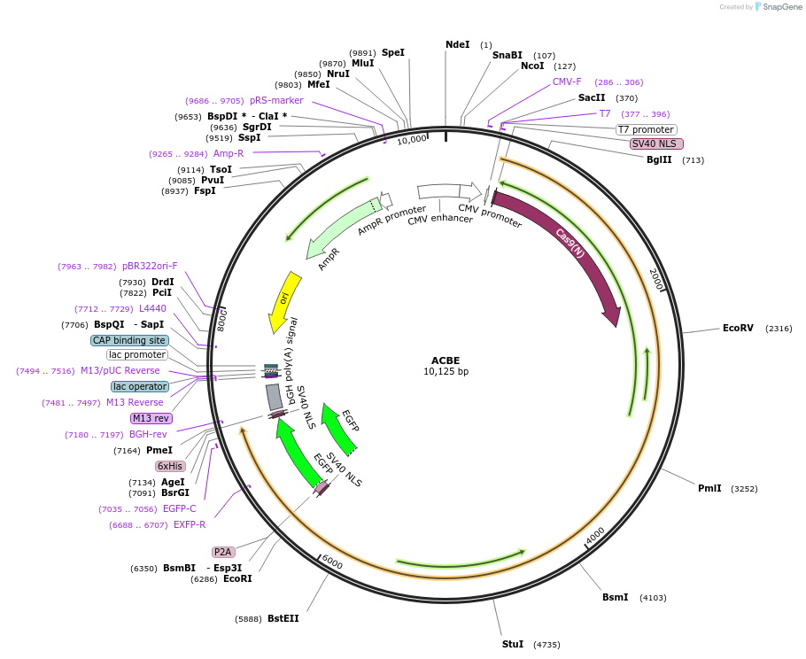 204607-plasmid-map-sequence-id-404719