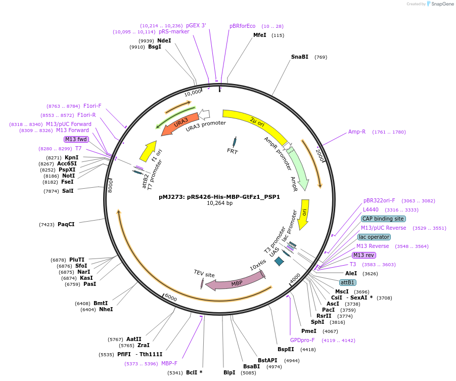205258-plasmid-map-sequence-id-404724