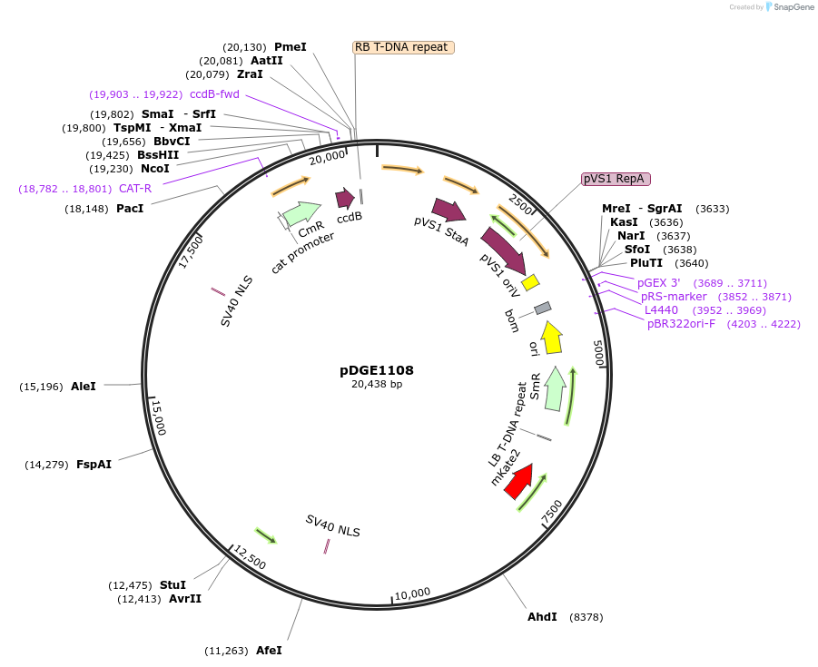 202772-plasmid-map-sequence-id-404729