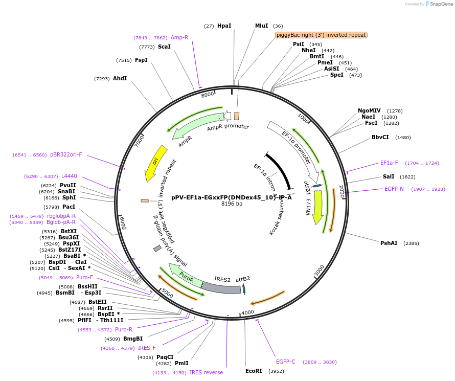 204621-plasmid-map-sequence-id-404745