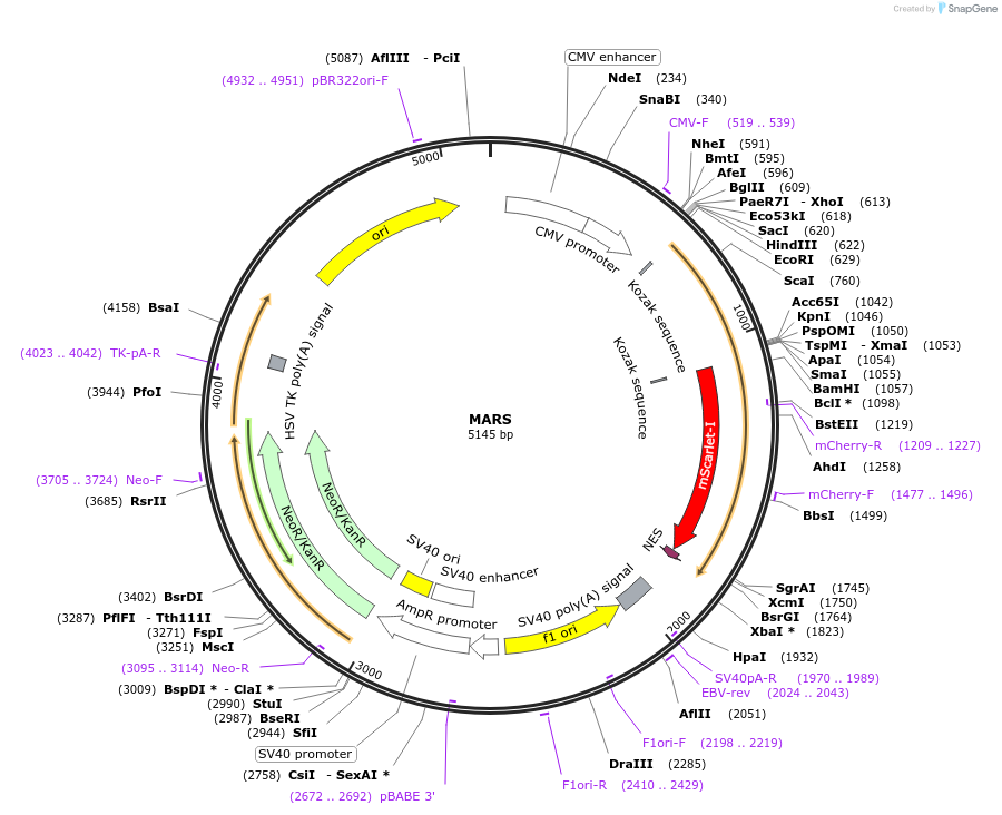205232-plasmid-map-sequence-id-404748