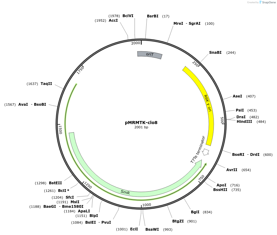 203959-plasmid-map-sequence-id-404754