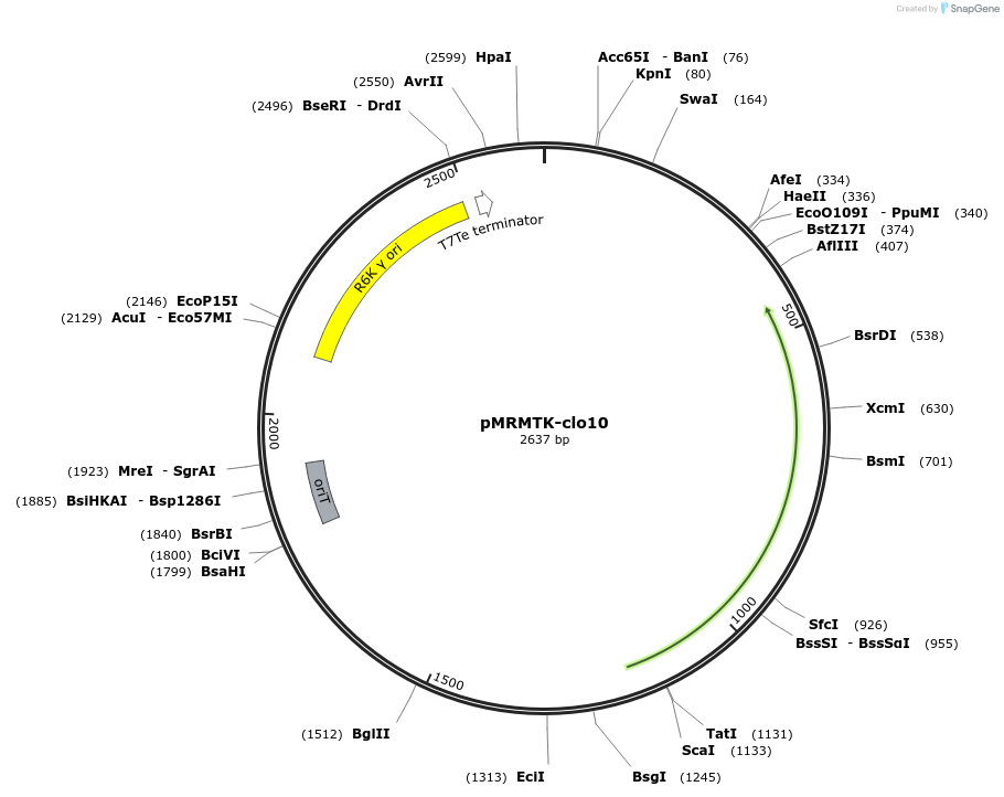203961-plasmid-map-sequence-id-404755