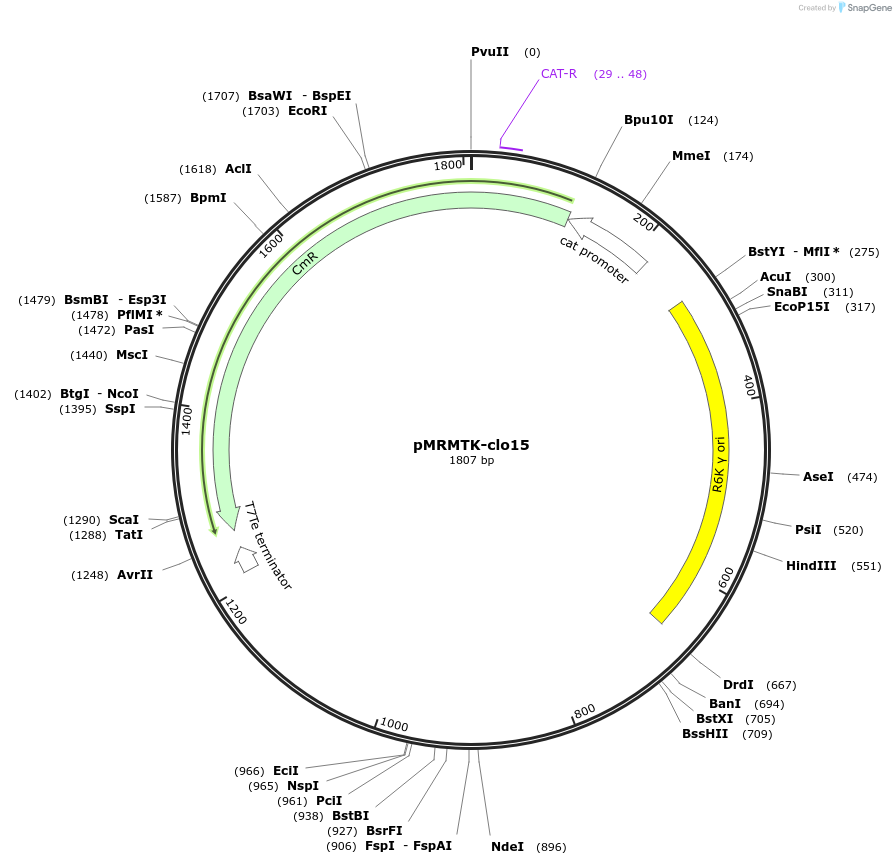 203985-plasmid-map-sequence-id-404758