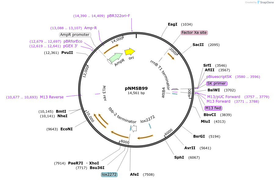 199308-plasmid-map-sequence-id-404762