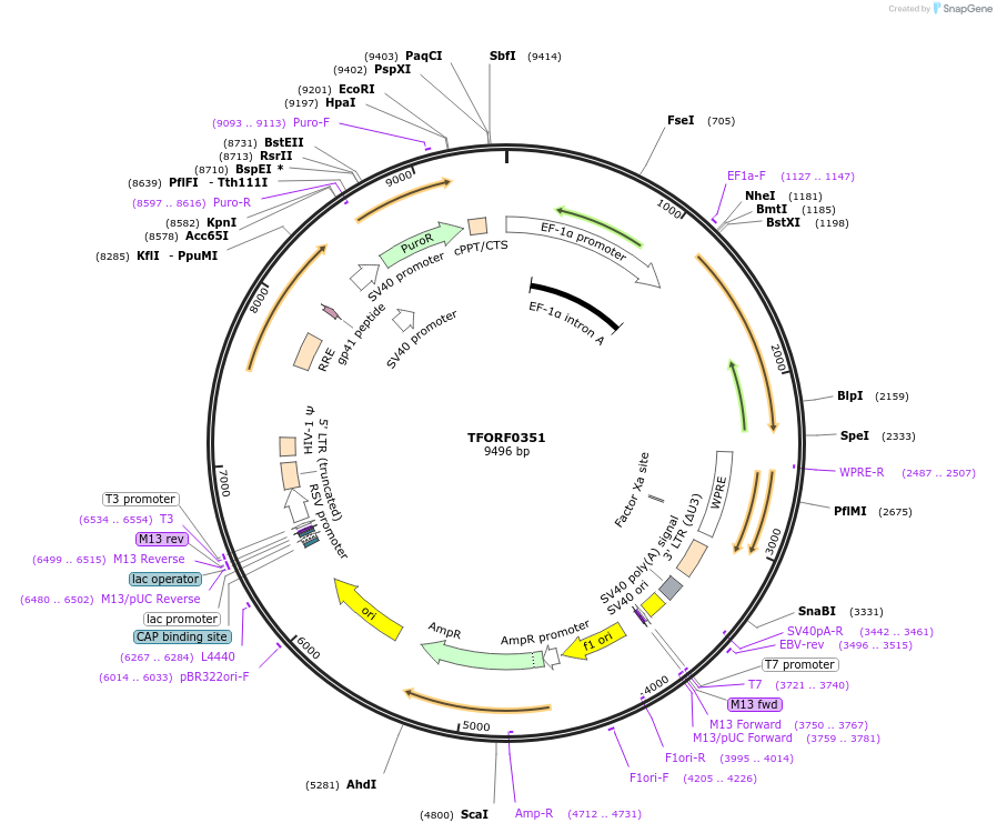 143694-plasmid-map-sequence-id-404770