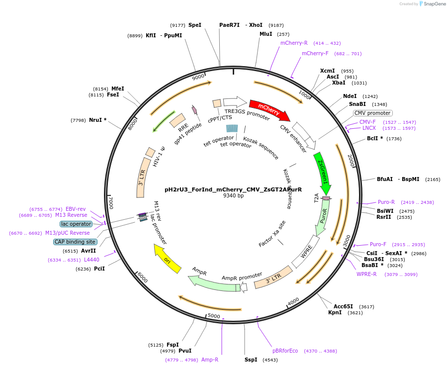 204579-plasmid-map-sequence-id-404772