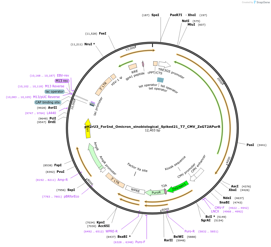 204146-plasmid-map-sequence-id-404779