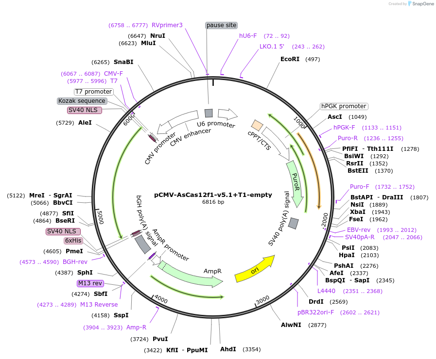 204977-plasmid-map-sequence-id-404780