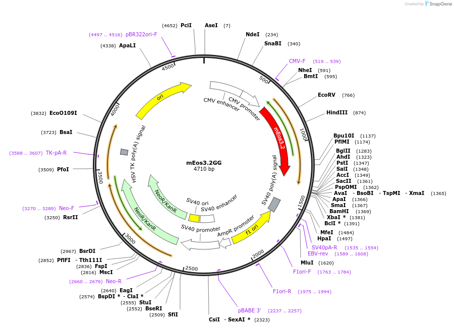 203756-plasmid-map-sequence-id-404785
