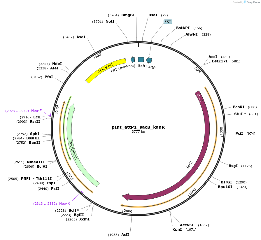 205301-plasmid-map-sequence-id-404791