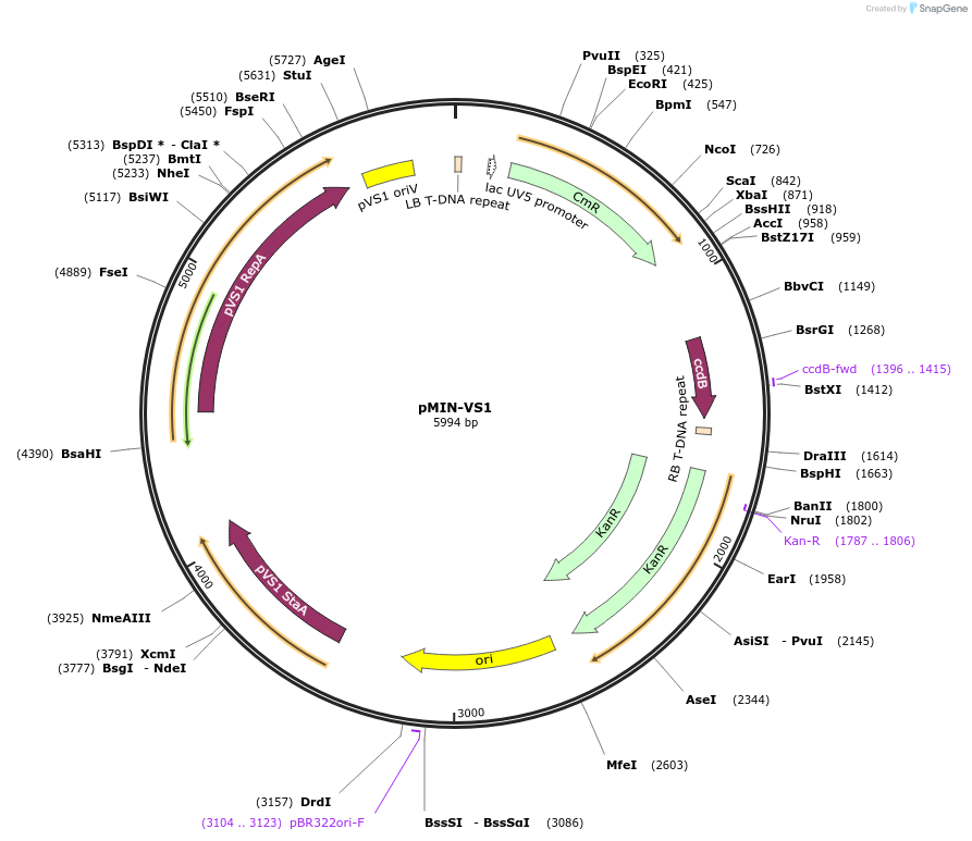 197783-plasmid-map-sequence-id-404799