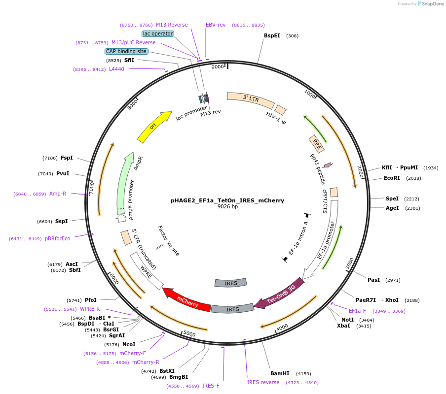 204155-plasmid-map-sequence-id-404801