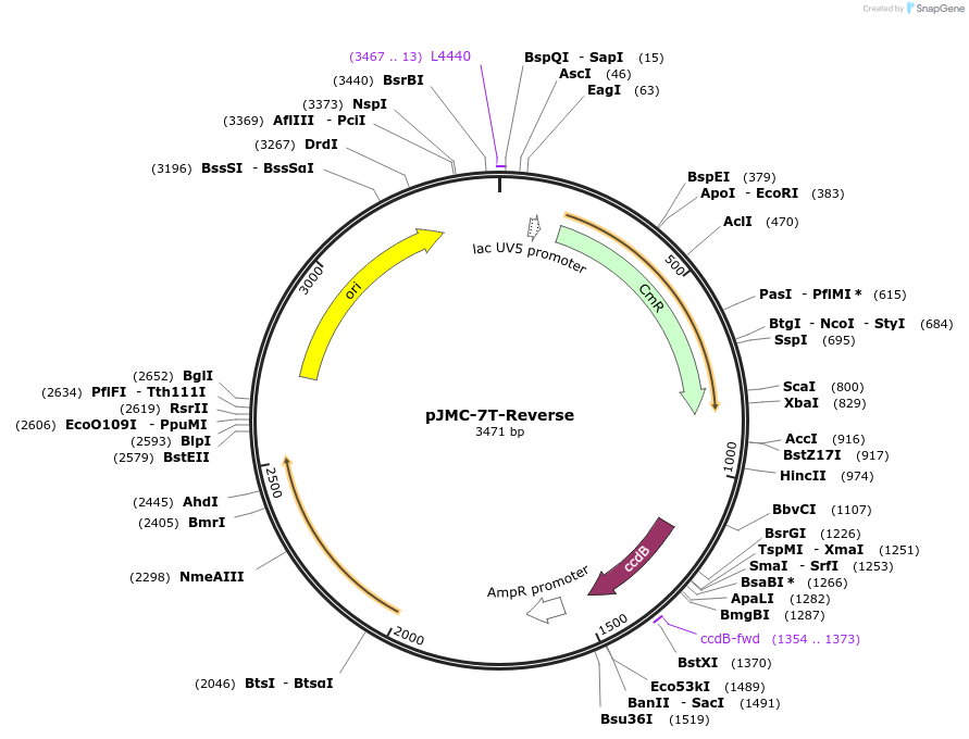 197810-plasmid-map-sequence-id-404803