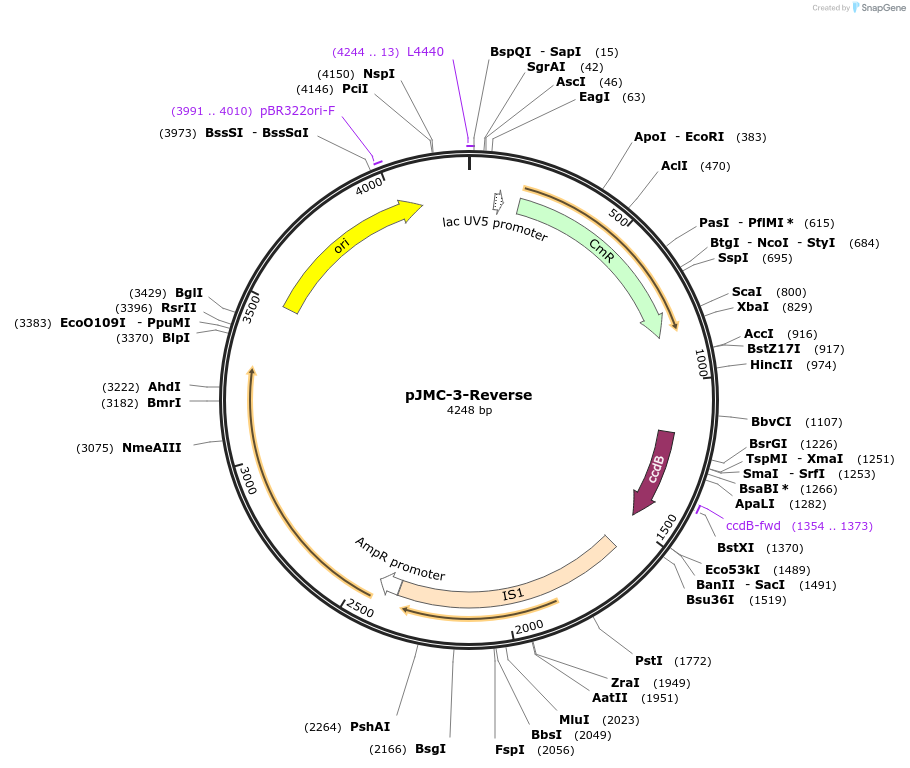 197803-plasmid-map-sequence-id-404805