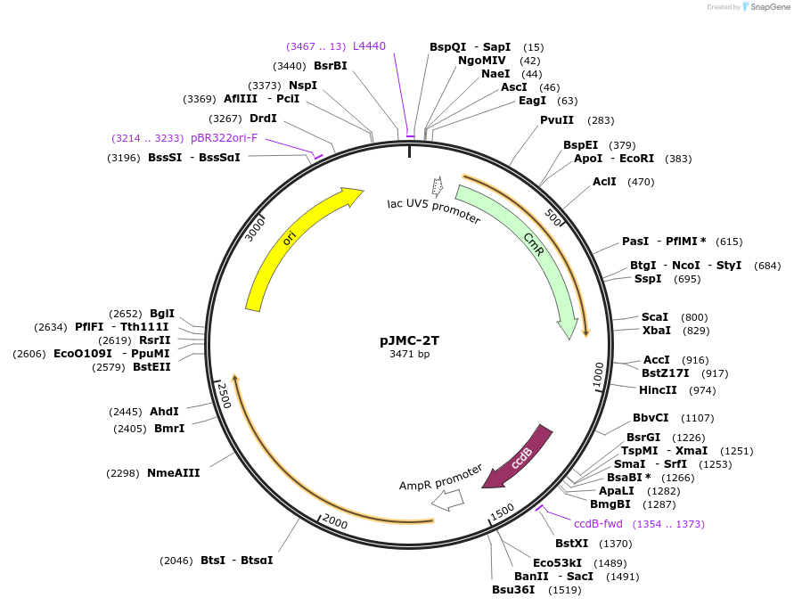 197787-plasmid-map-sequence-id-404807