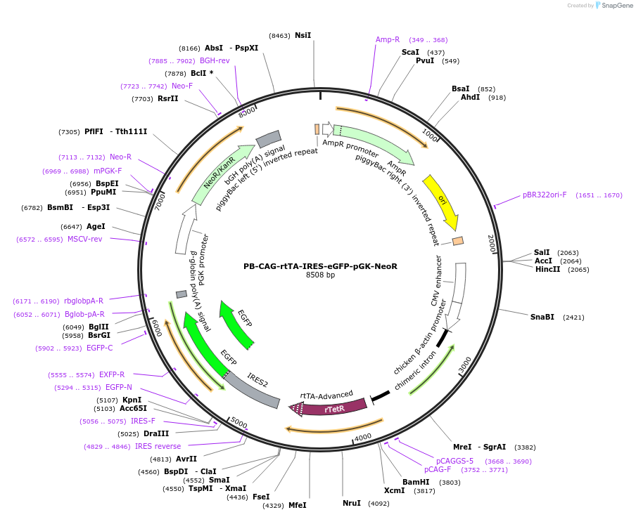 204497-plasmid-map-sequence-id-404809