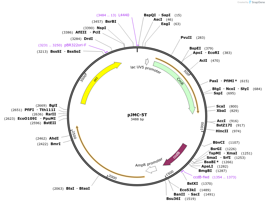 197793-plasmid-map-sequence-id-404810